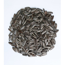 Raw Natural dry large shape sunflower seeds white 25kg